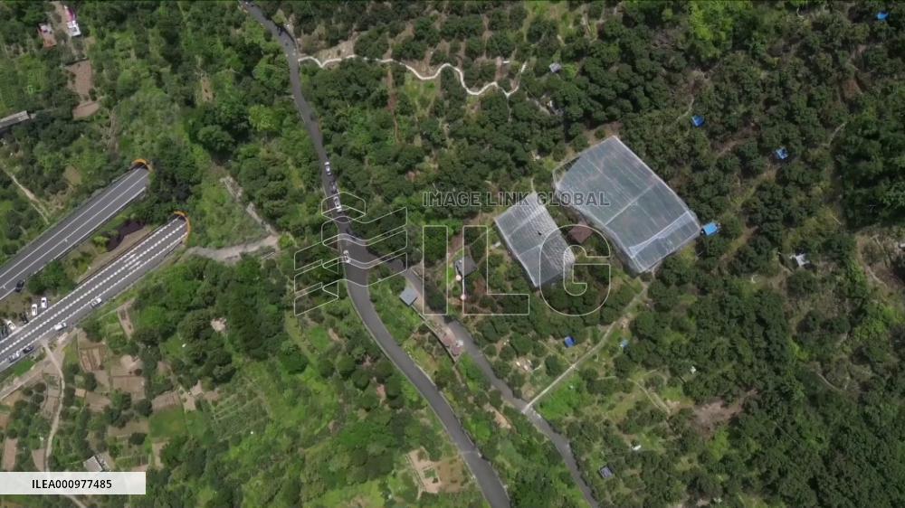 Waxberry brings prosperity to E China's mountainous county