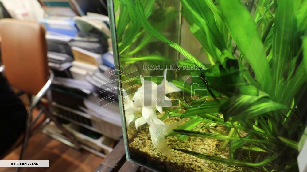 Chinese young man dedicated to promoting Mongolian fiddle