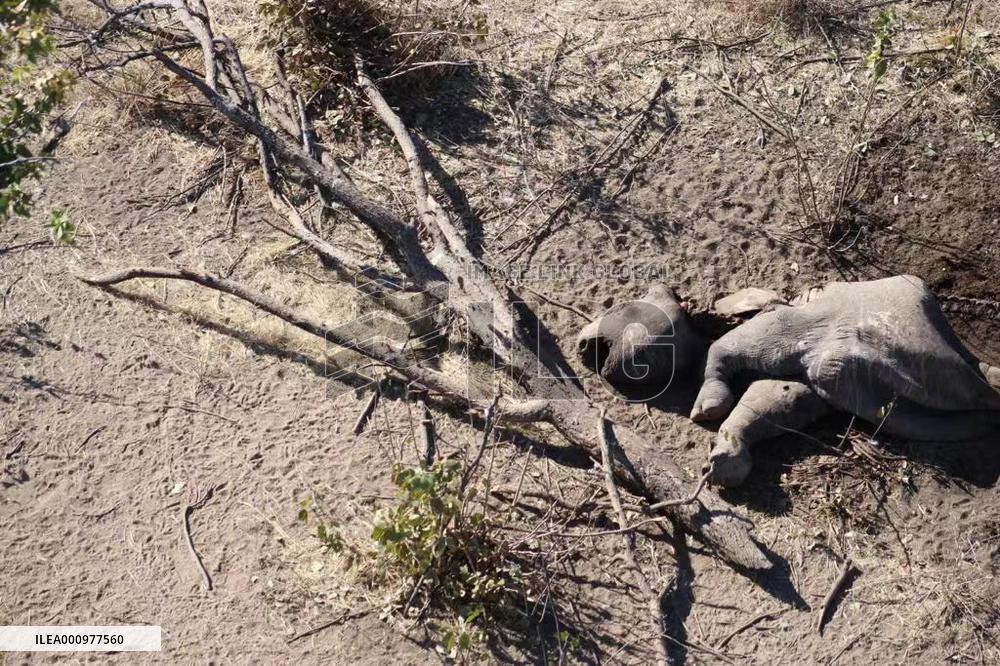 NAMIBIA-ETOSHA NATIONAL PARK-POACHED BLACK RHINOS