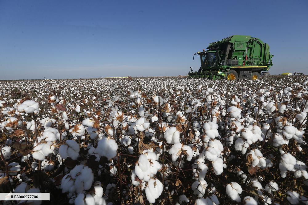 BRAZIL-BAHIA-COTTON