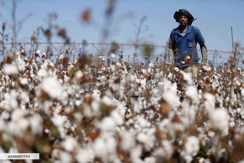 BRAZIL-BAHIA-COTTON