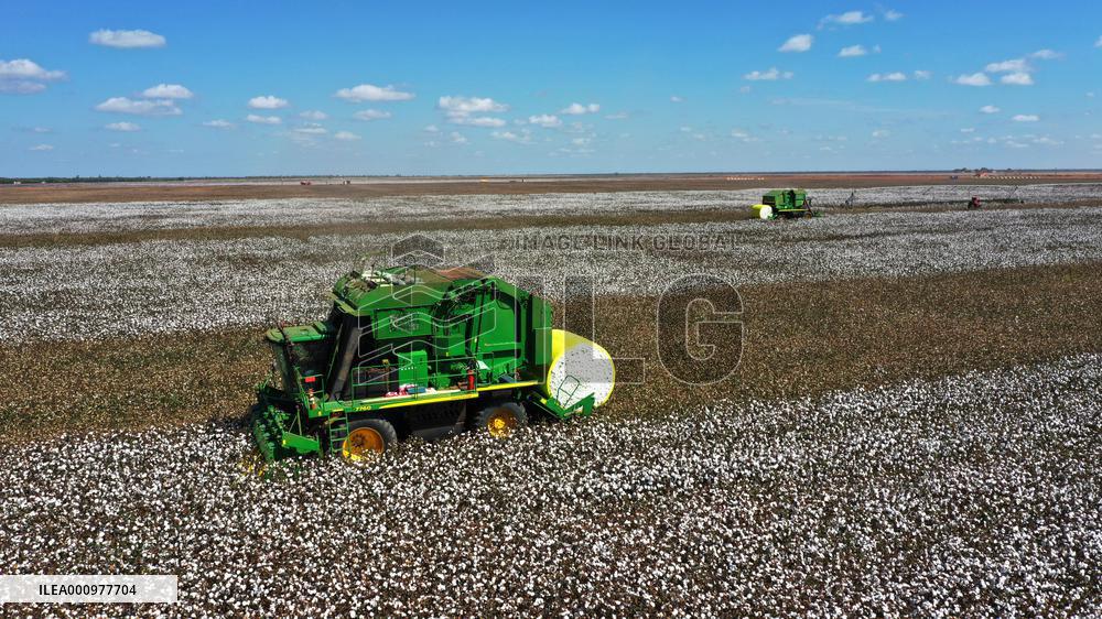 BRAZIL-BAHIA-COTTON