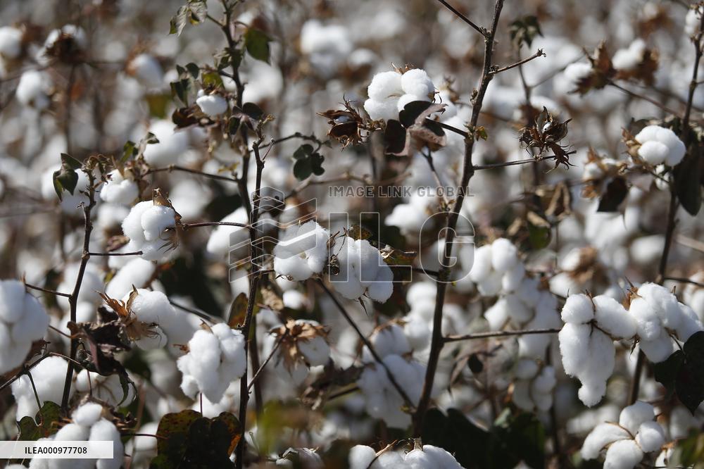 BRAZIL-BAHIA-COTTON