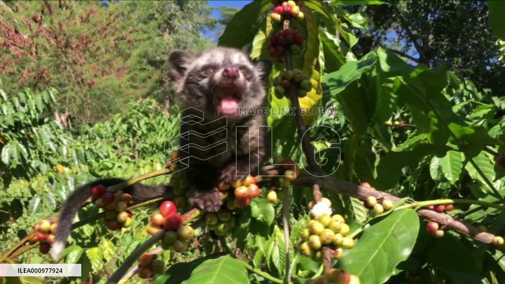 China boosts Timor-Leste's coffee industry with technology, market