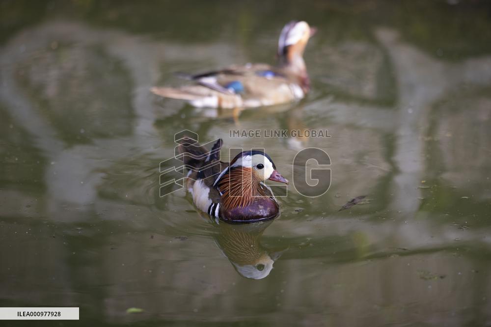 CHINA-HEILONGJIANG-HARBIN-MANDARIN DUCK (CN)