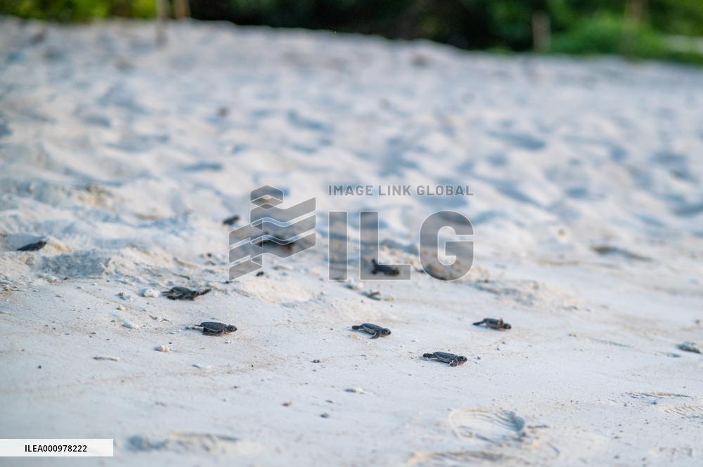 MALAYSIA-REDANG ISLAND-SEA TURTLE-PROTECTION