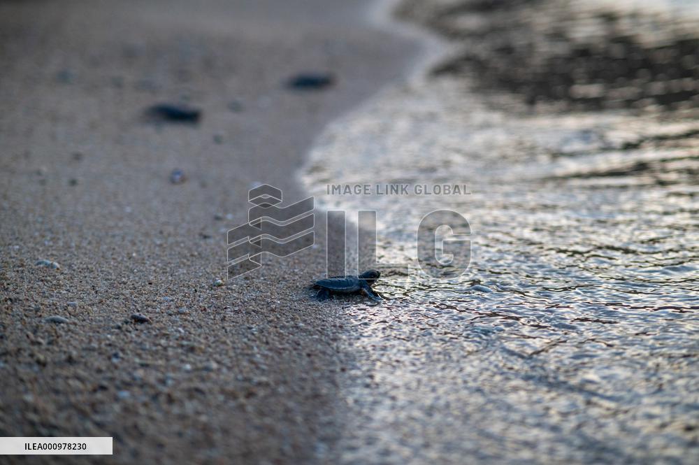 MALAYSIA-REDANG ISLAND-SEA TURTLE-PROTECTION