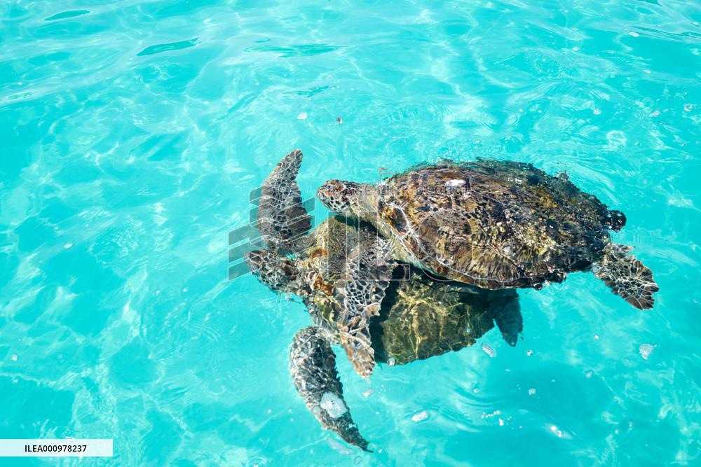 MALAYSIA-REDANG ISLAND-SEA TURTLE-PROTECTION