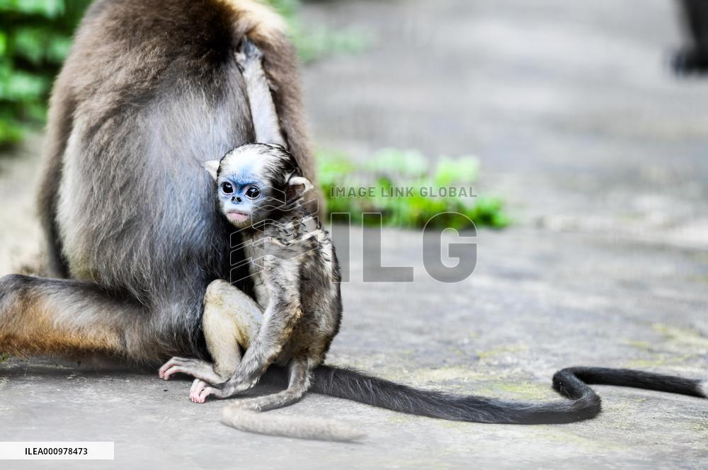 CHINA-GUIZHOU-SNUB-NOSED MONKEY-CUB (CN)