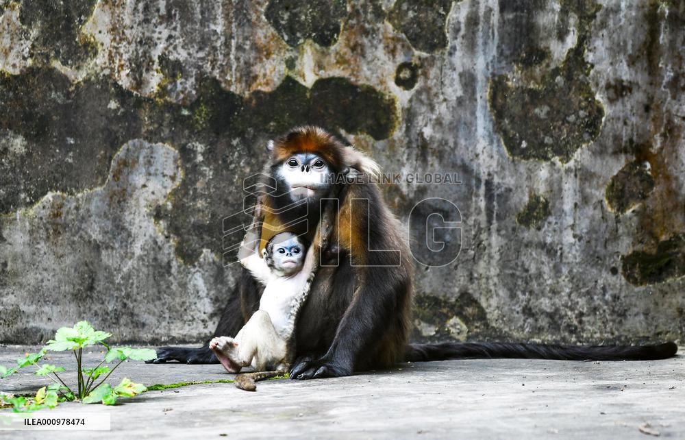 CHINA-GUIZHOU-SNUB-NOSED MONKEY-CUB (CN)