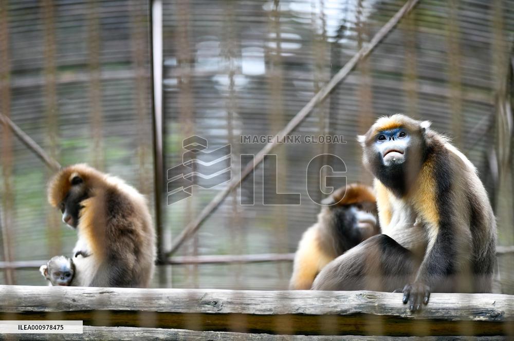 CHINA-GUIZHOU-SNUB-NOSED MONKEY-CUB (CN)