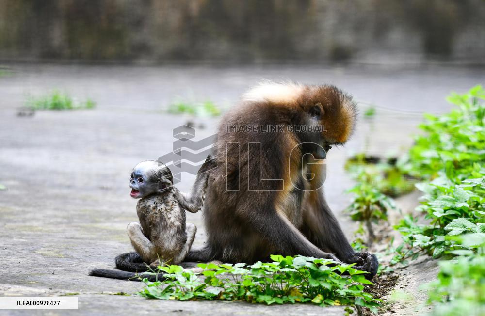 CHINA-GUIZHOU-SNUB-NOSED MONKEY-CUB (CN)