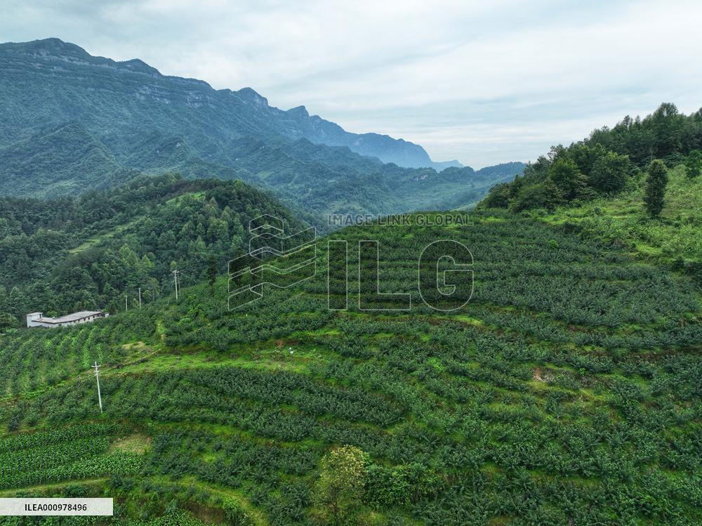 CHINA-GUIZHOU-WUCHUAN-SICHUAN PEPPER (CN)
