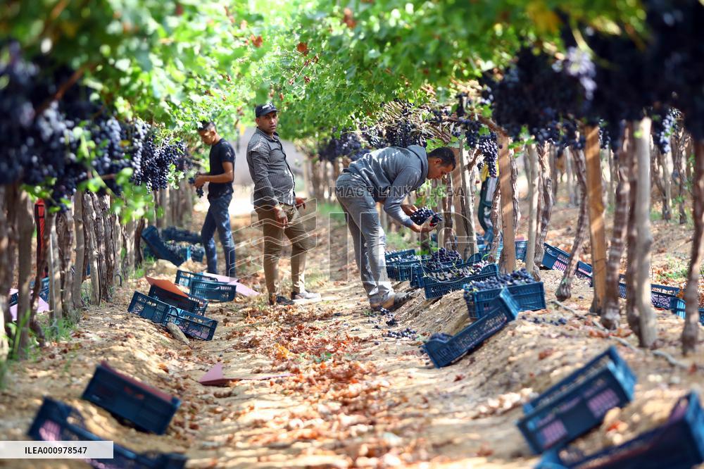 EGYPT-MENOUFIA-GRAPE-HARVEST