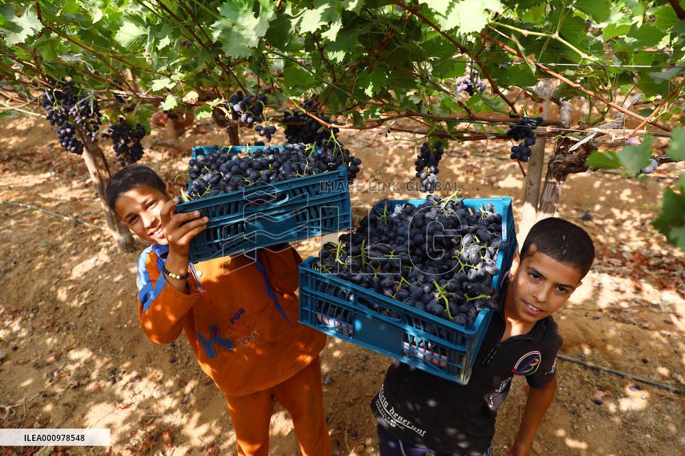 EGYPT-MENOUFIA-GRAPE-HARVEST