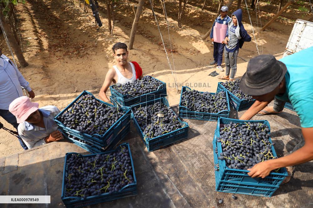 EGYPT-MENOUFIA-GRAPE-HARVEST