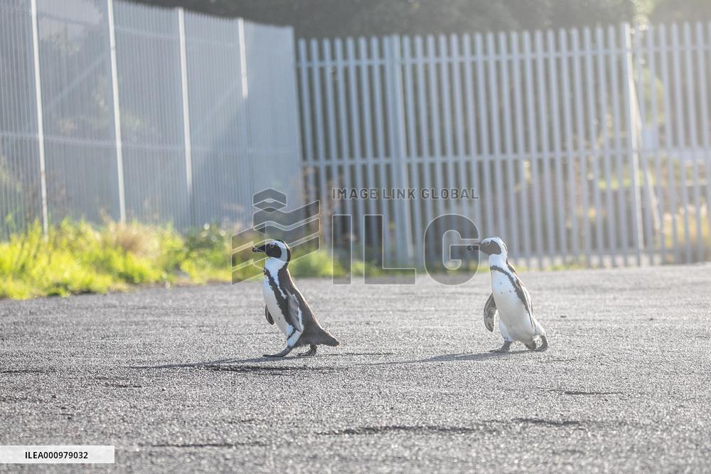 SOUTH AFRICA-CAPE TOWN-AFRICAN PENGUINS