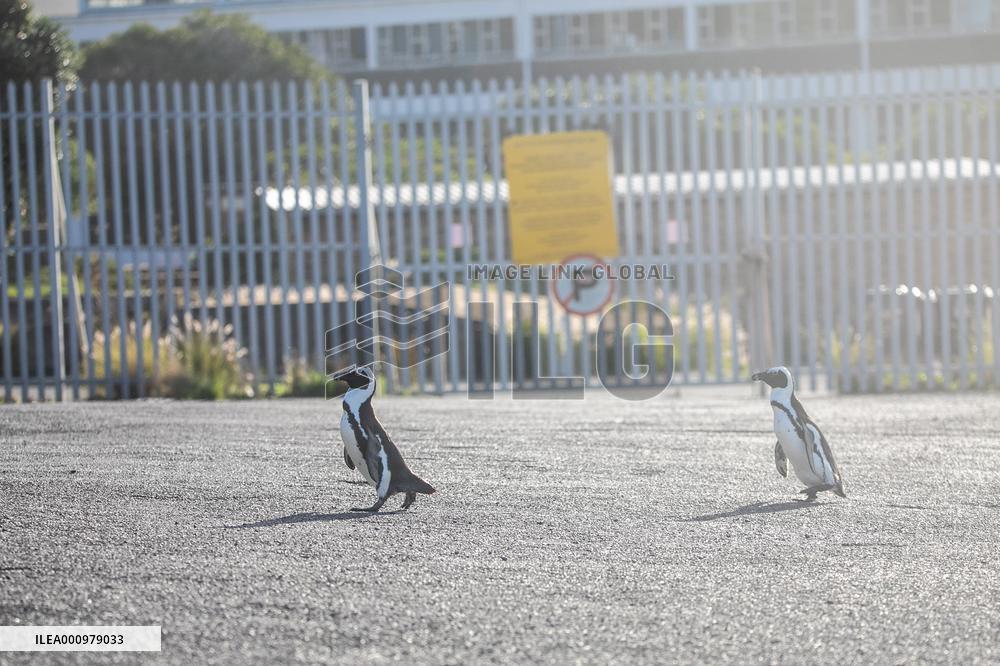 SOUTH AFRICA-CAPE TOWN-AFRICAN PENGUINS
