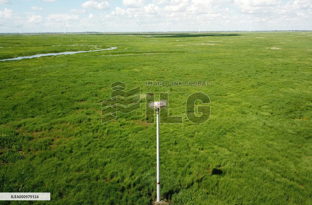 CHINA-HEILONGJIANG-ORIENTAL WHITE STORK (CN)