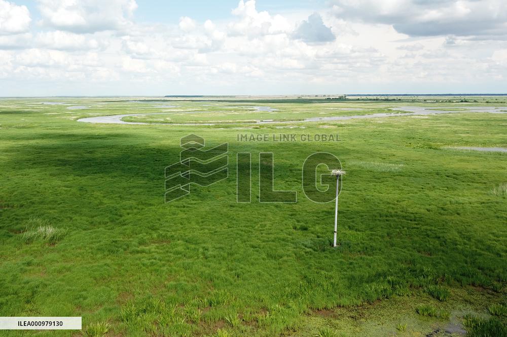 CHINA-HEILONGJIANG-ORIENTAL WHITE STORK (CN)