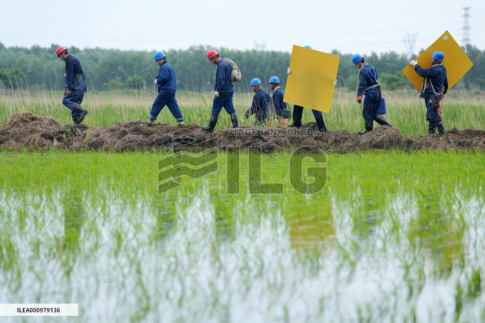 CHINA-HEILONGJIANG-ORIENTAL WHITE STORK (CN)