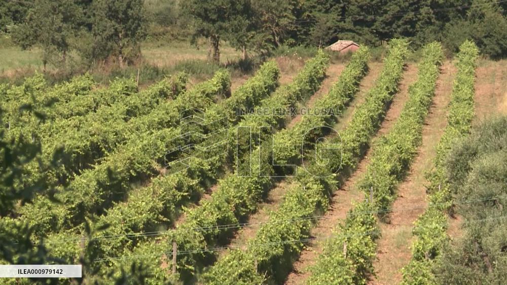 Italy's heatwave sparks emergencies, threatens agriculture