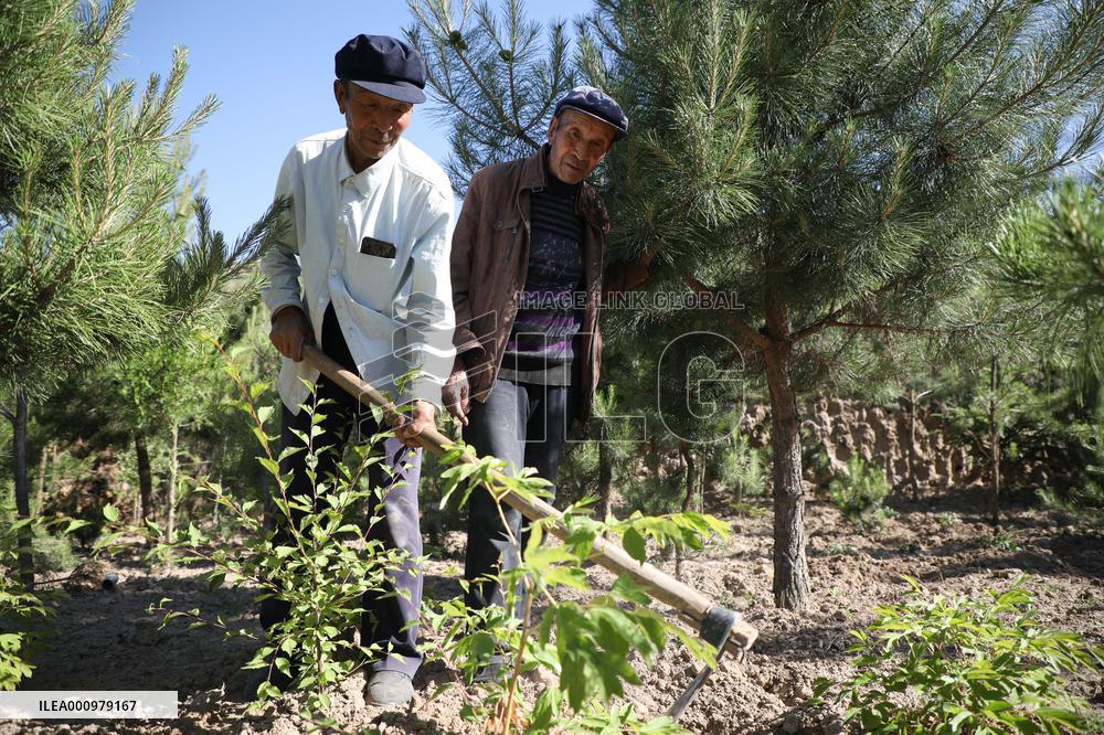 CHINA-GANSU-OLD MEN-TREE PLANTING (CN)