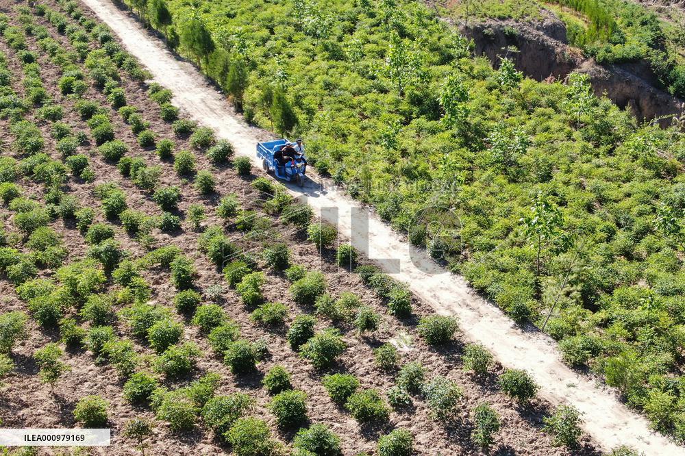 CHINA-GANSU-OLD MEN-TREE PLANTING (CN)