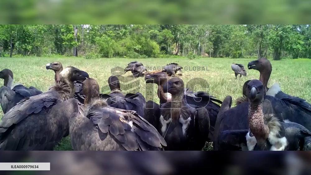 Rare vulture population in Cambodia slightly up: official