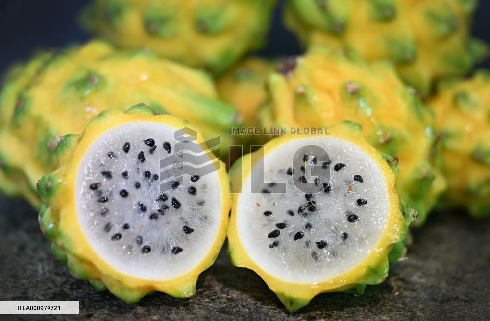 CHINA-HAINAN-DONGFANG-YELLOW PITAYA (CN)