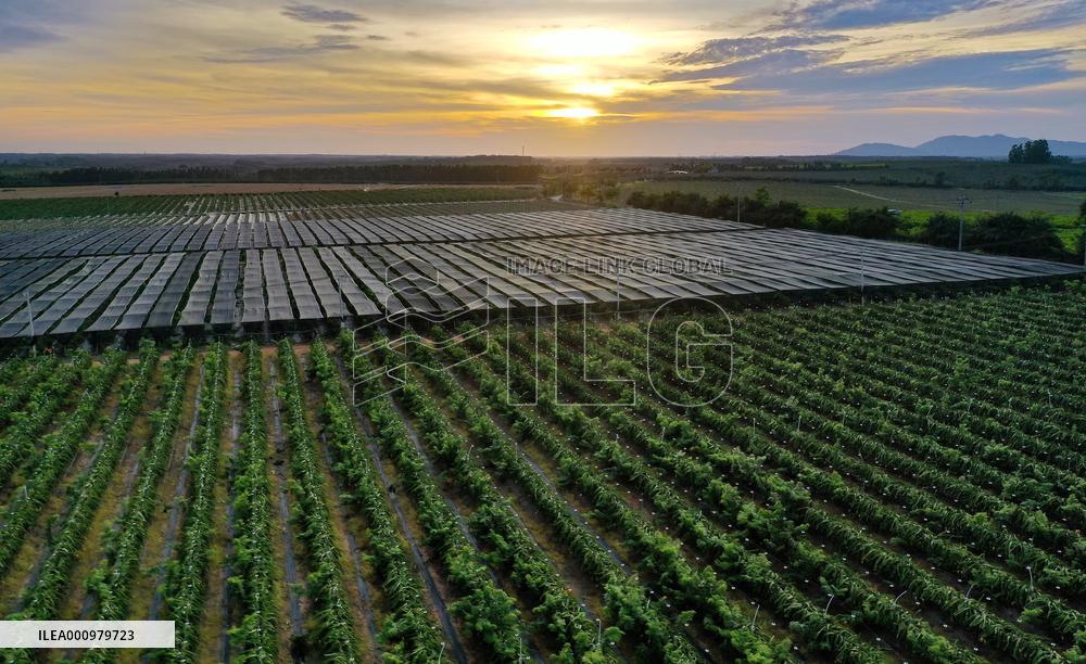 CHINA-HAINAN-DONGFANG-YELLOW PITAYA (CN)