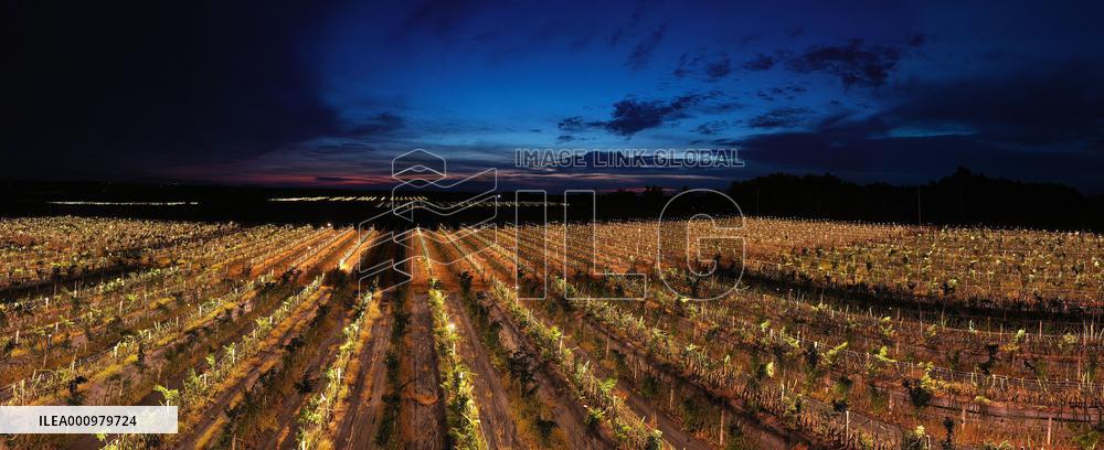 CHINA-HAINAN-DONGFANG-YELLOW PITAYA (CN)