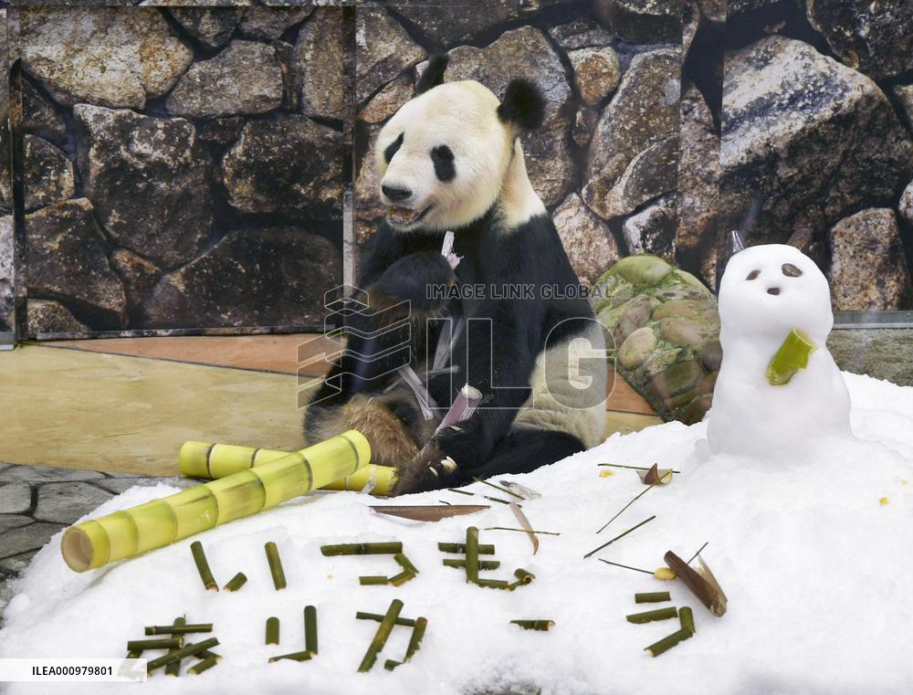 Father's Day gift for giant panda Eimei