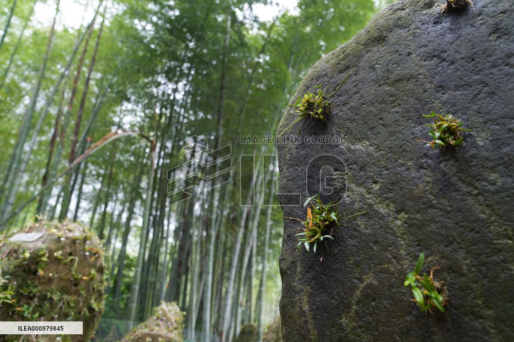 Xinhua Headlines: China's mountainous areas explore new ways to generate wealth through green assets