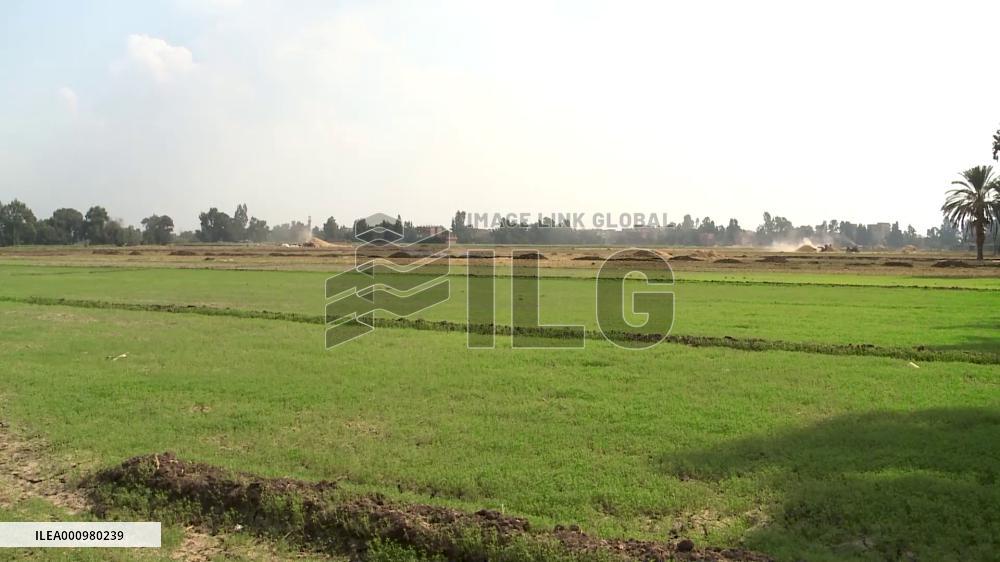 Egyptian agricultural sector in boom despite challenges: think tank