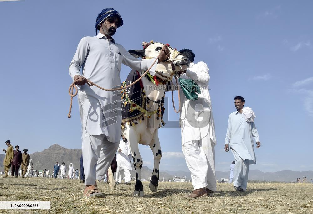 PAKISTAN-HARIPUR-BULL RACE