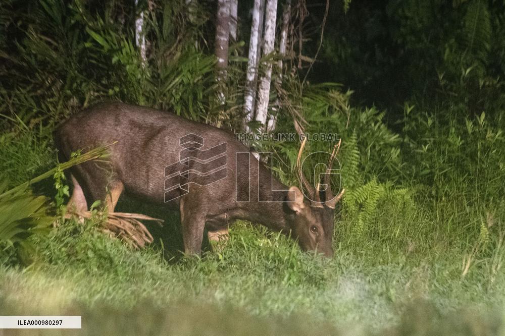 SINGAPORE-SAMBAR DEER