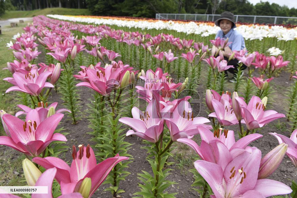 Lilies at flower park in western Japan
