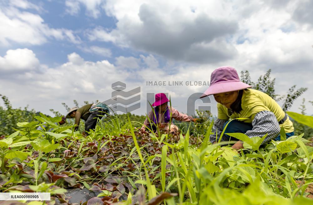 #CHINA-SUMMER-FARMING (CN)