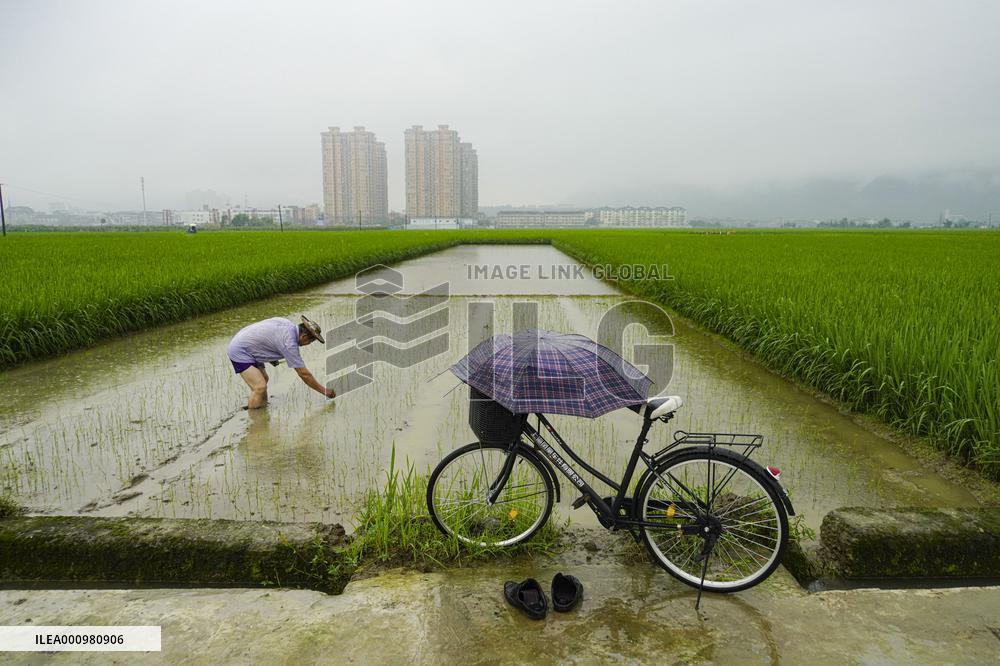#CHINA-SUMMER-FARMING (CN)
