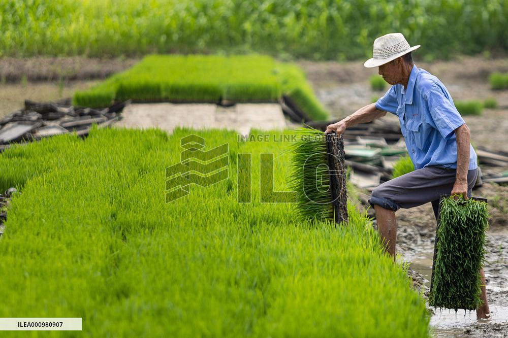 #CHINA-SUMMER-FARMING (CN)