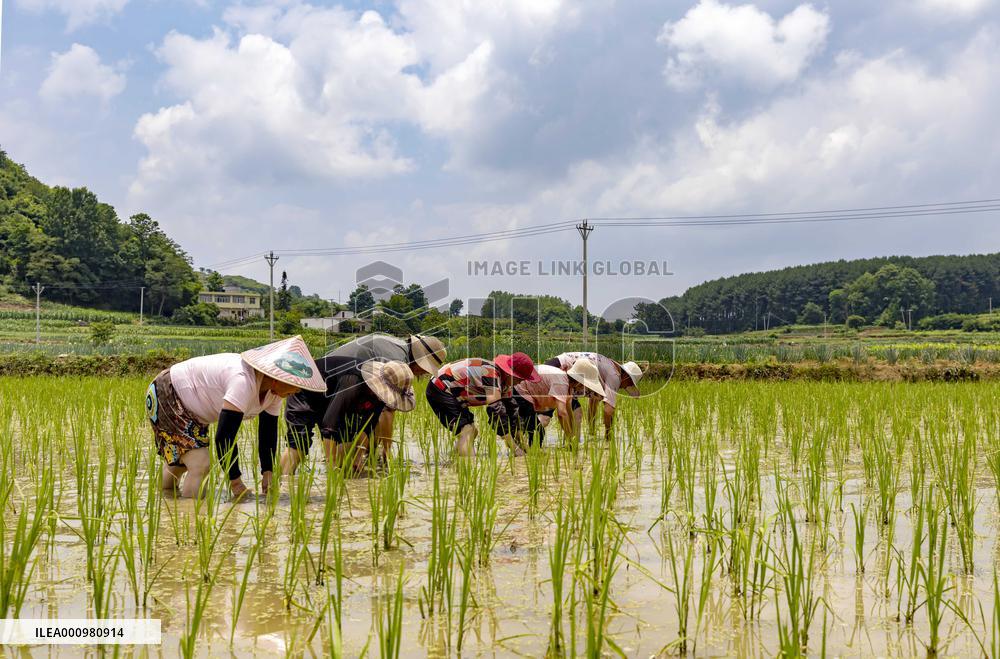 #CHINA-SUMMER-FARMING (CN)