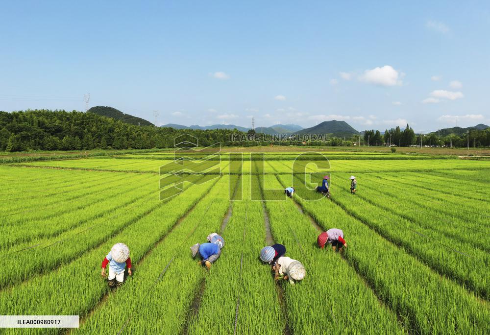 #CHINA-SUMMER-FARMING (CN)