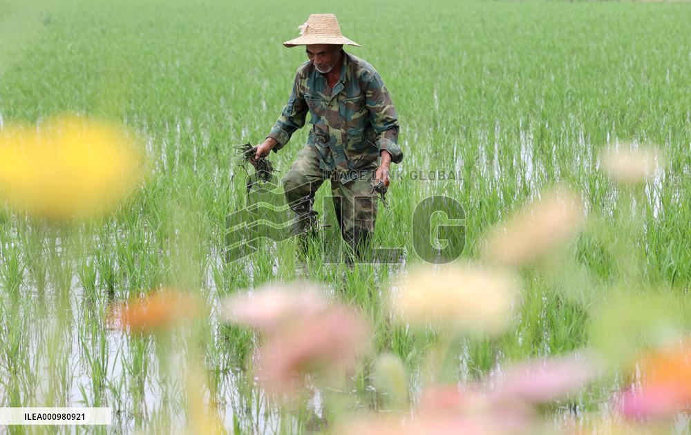 #CHINA-SUMMER-FARMING (CN)