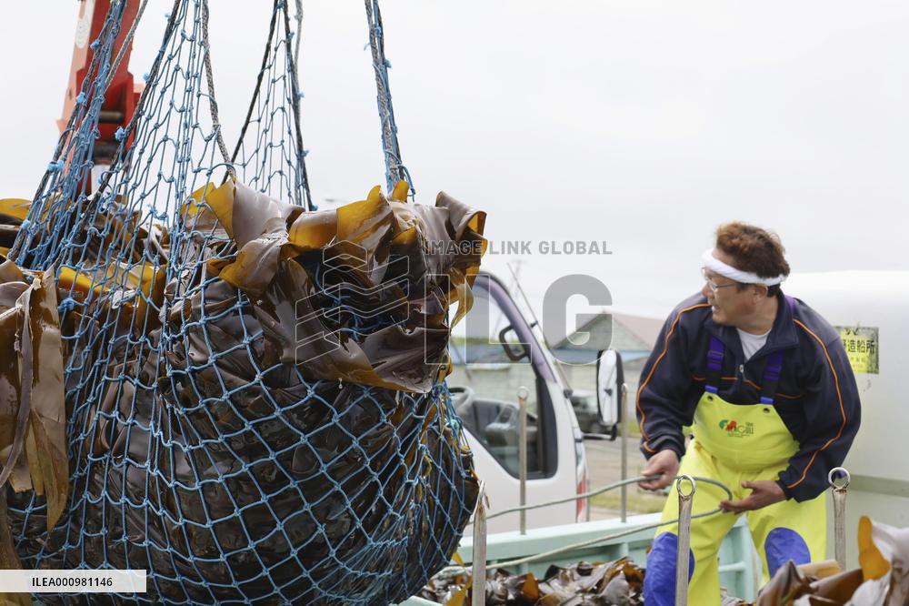 Kelp harvesting season