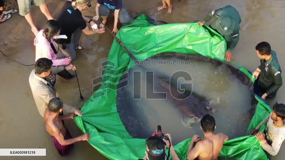 World's largest freshwater fish found, released in Cambodia's Mekong River