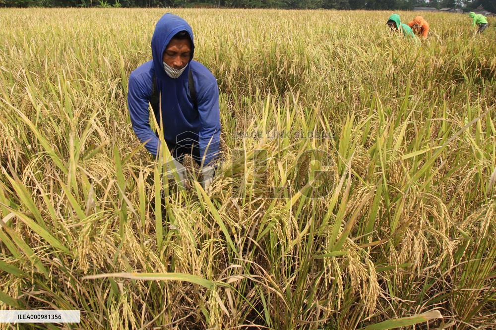 INDONESIA-CENTRAL JAVA-PADDY-HARVEST