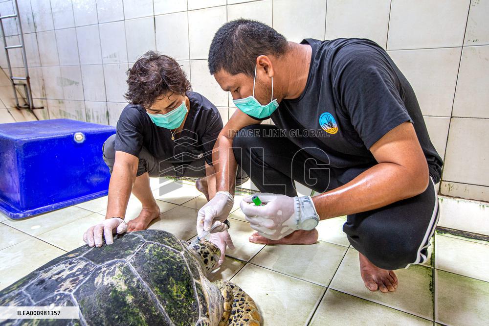 THAILAND-RAYONG-SEA TURTLE CONSERVATION-RESEARCHER