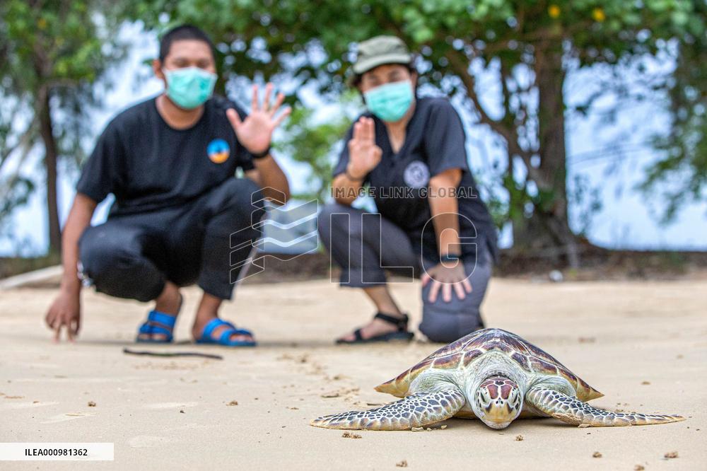 THAILAND-RAYONG-SEA TURTLE CONSERVATION-RESEARCHER