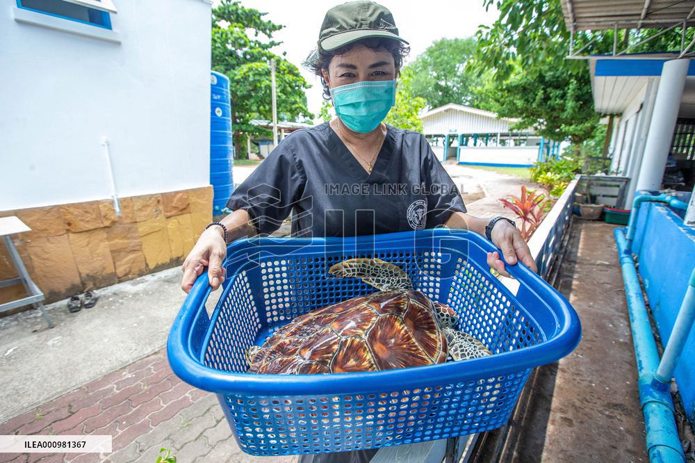 THAILAND-RAYONG-SEA TURTLE CONSERVATION-RESEARCHER